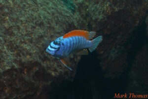 Labeotropheus trewavasae 'Zimbawe Rock'